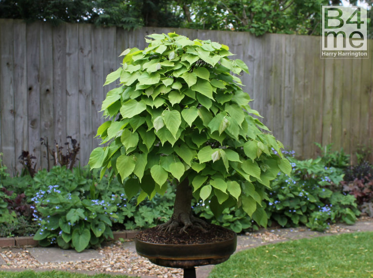 hornbeam bonsai defoliation
